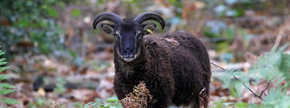 Soaysheep5 2500X1500