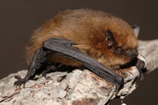 Soprano Pip Wikipedia
