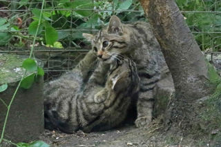 Wildcat2 2500X1500