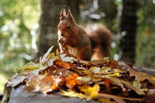 Devon Squirrel37 (2) Min