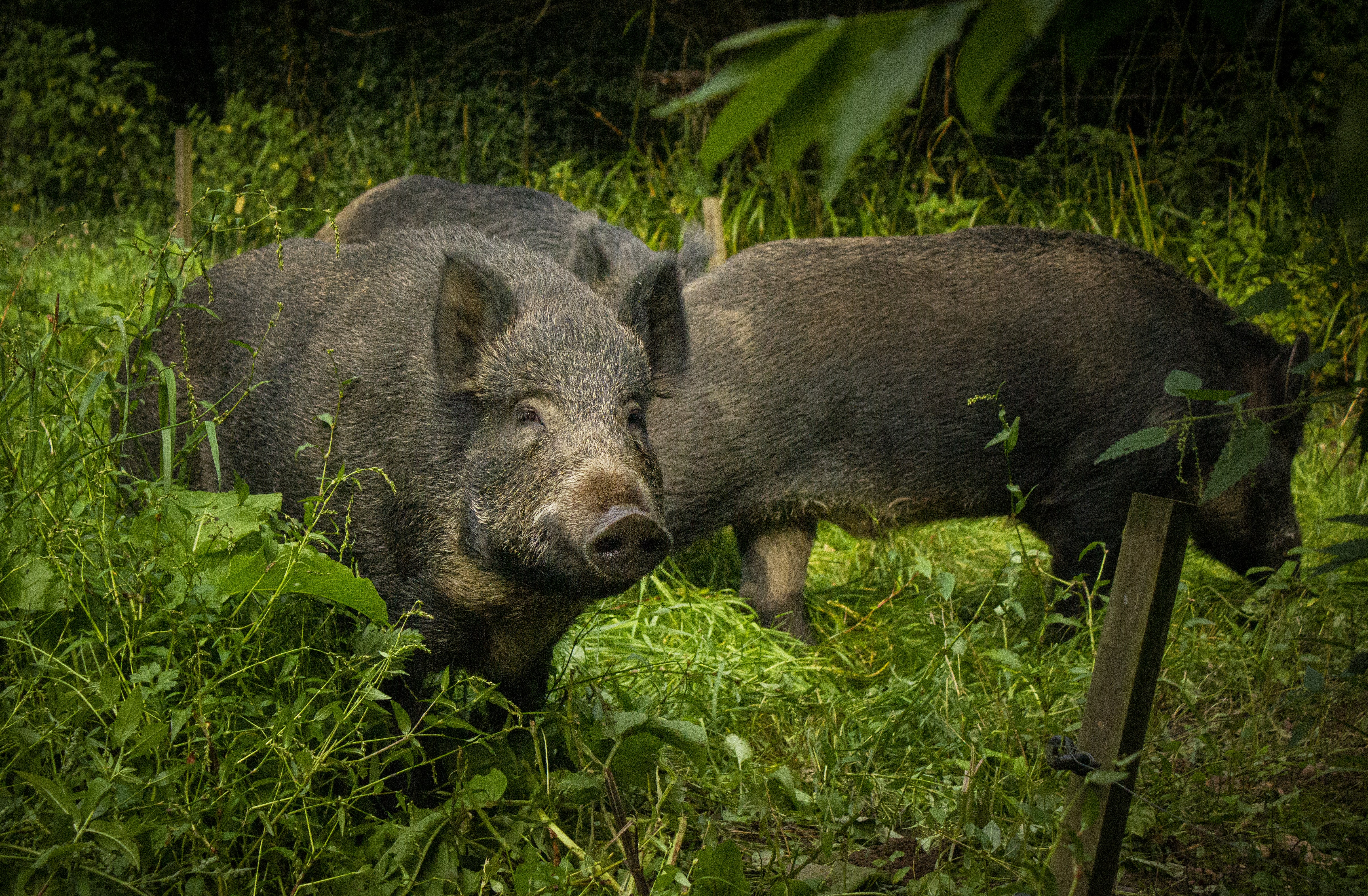 Devon Boar Grasss 11 Min