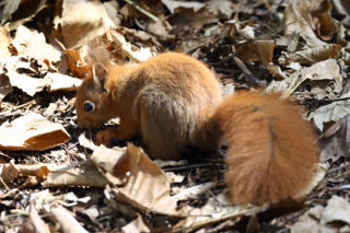 Redsquirrel3 2500X1500