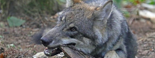 Wolf2 2500X1500