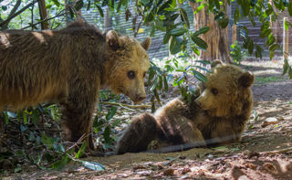 Bears May22 01 (1)