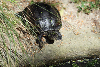 Pondterrapin1