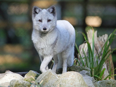 Arctic Fox 1200X1200
