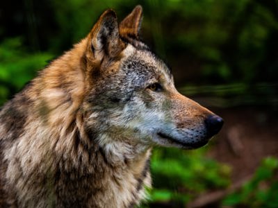 Devon Wolf In Sun Min