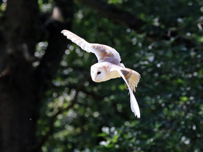 Barnowl2 2500X1500