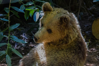 Bears May22 11