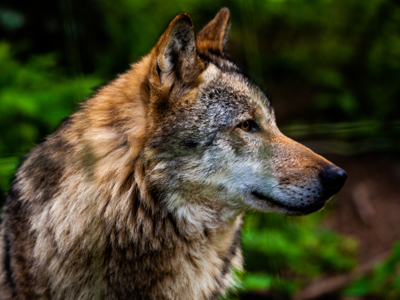 Wolf In Sun