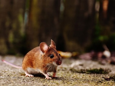 Devonmouse