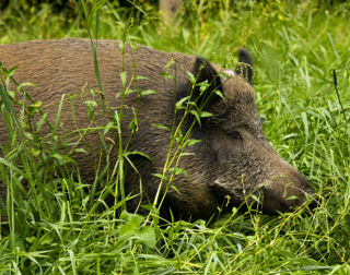 Boar Grasss 04