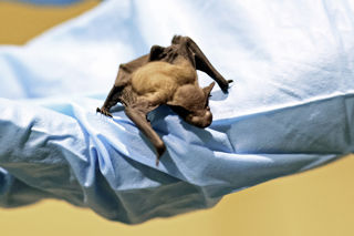 Bat3