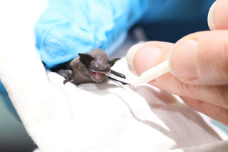 Bat2