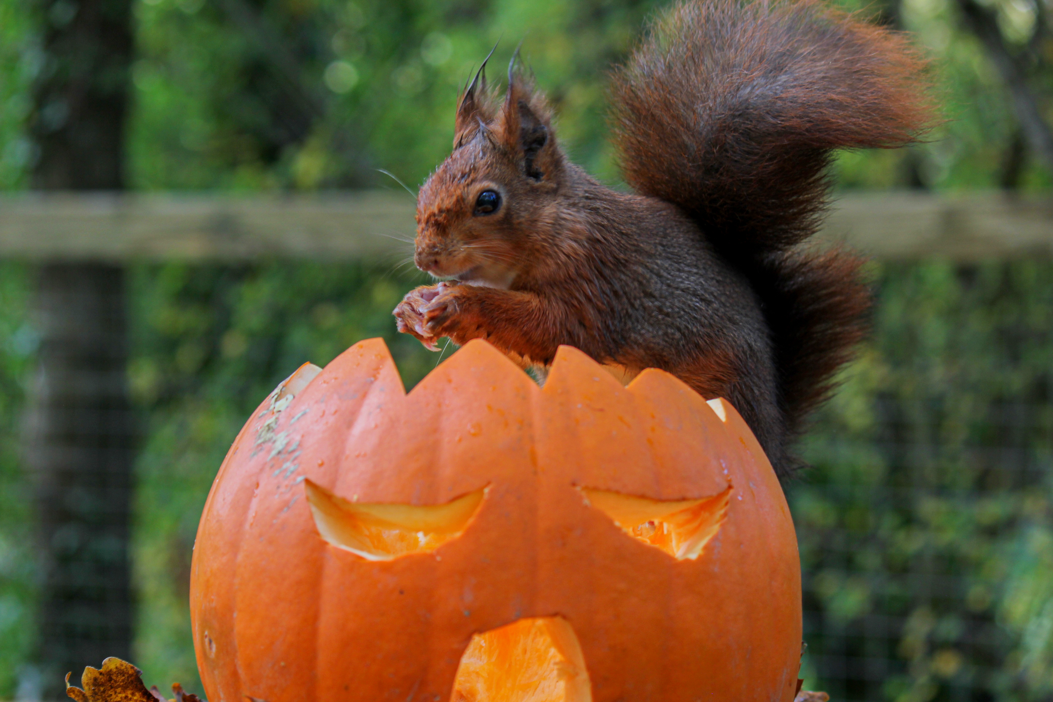 Halloween Squirrel 12