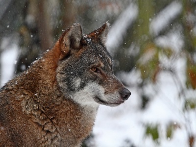 Wolf In Snow