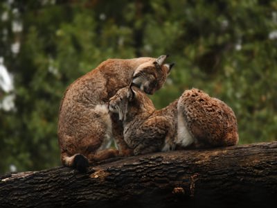 Devon Lynx 67 (2) Min