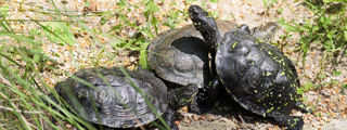 Pondterrapin2 2500X1500