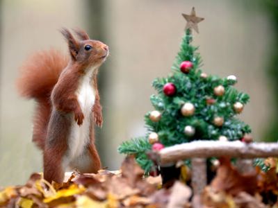 Xmas Squirrel 05