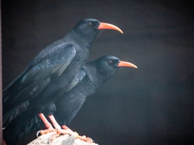 Choughs 1 Min Scaled