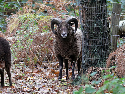 Soaysheep4 2500X1500