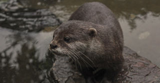 Otter Web Banner 02 2500X1500