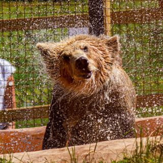 Devon Bears Mish 13 02 (1)1