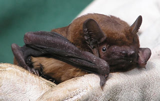 Noctule Credit Flickr Dave