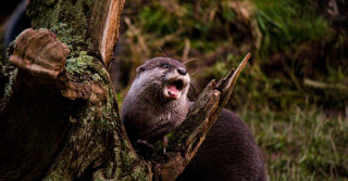 Otter Web Banner 03 2500X1500
