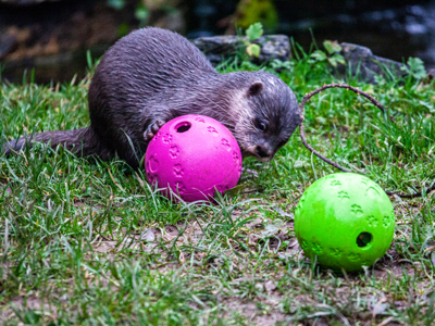 Otters With Ball 6