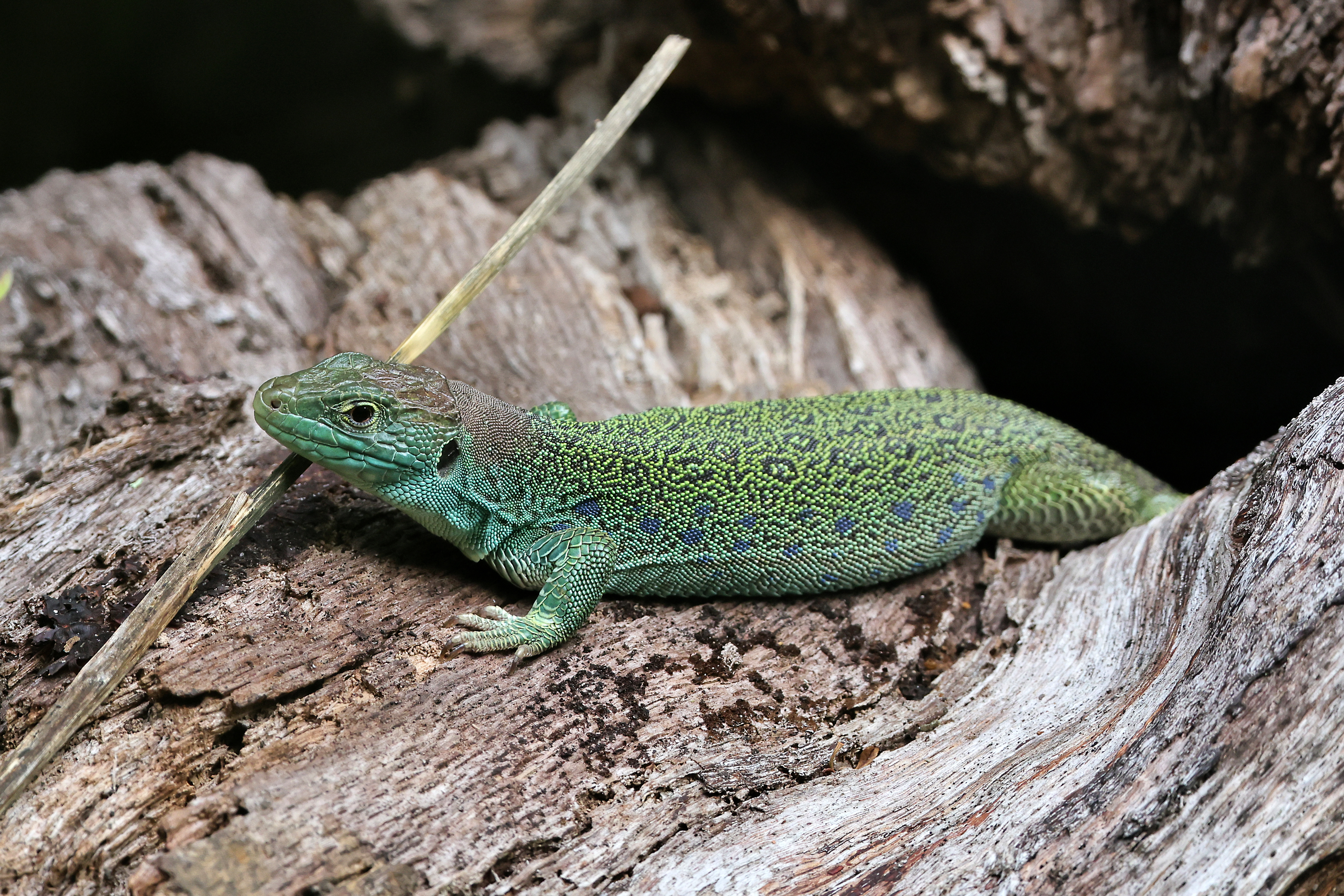 2024.09.03 Occlizard