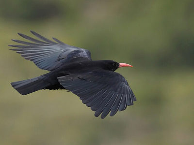 Chough Flying 1200X1200