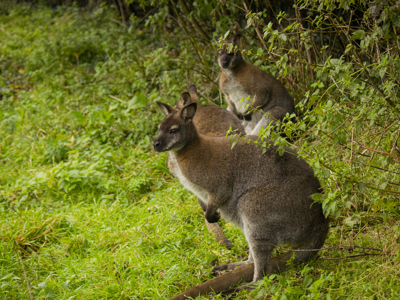 Wallaby Oct21 09