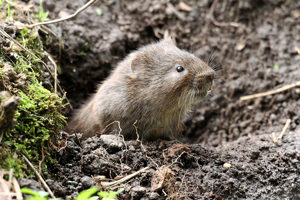 Watervole1 2500X1500