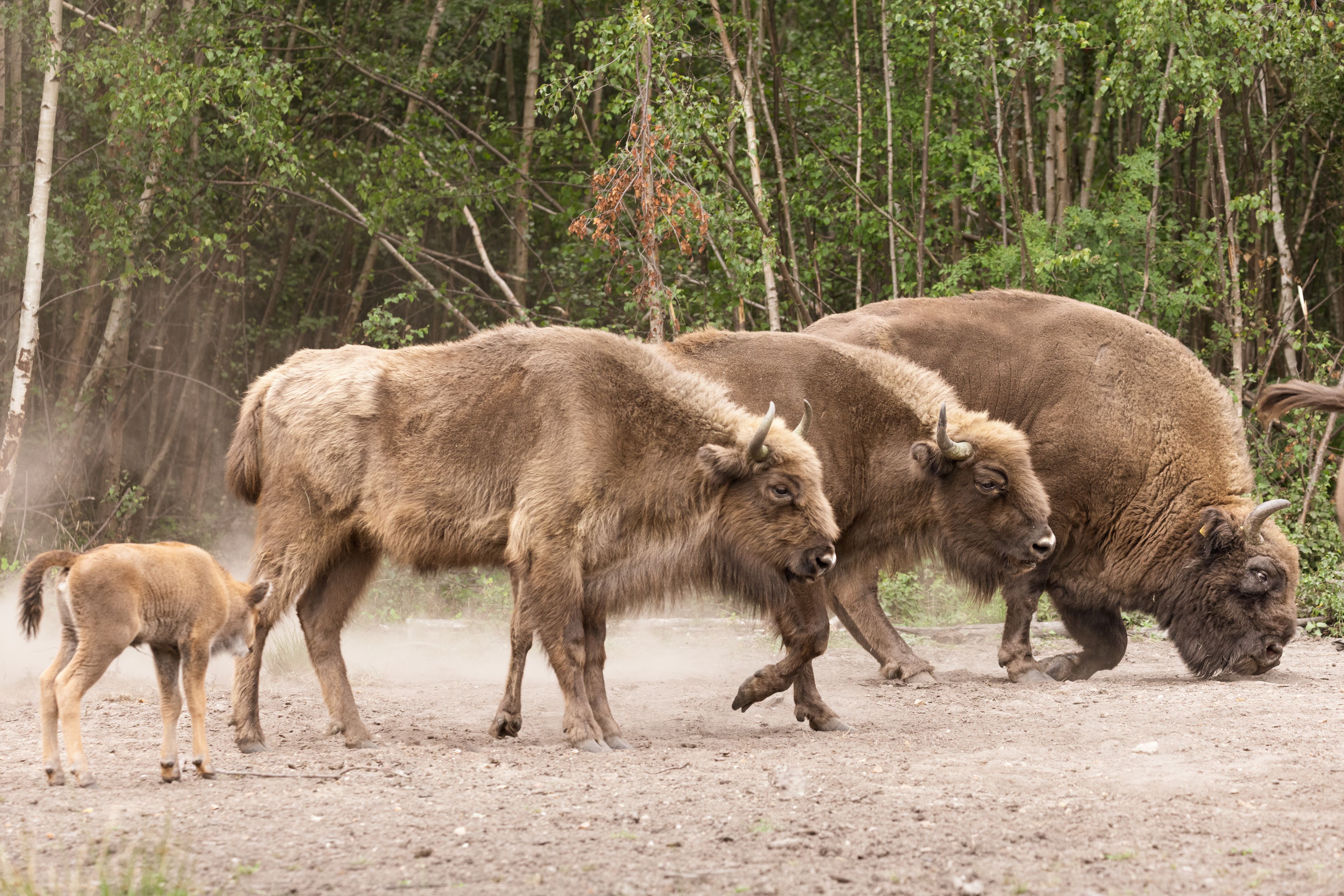 2025.10.01 Blean Bison Calf 71 Don Wright Reduced