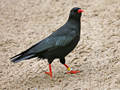 2024.03.14 Chough.1